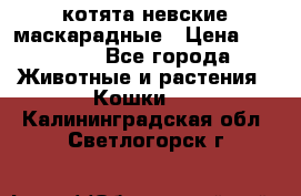 котята невские маскарадные › Цена ­ 18 000 - Все города Животные и растения » Кошки   . Калининградская обл.,Светлогорск г.